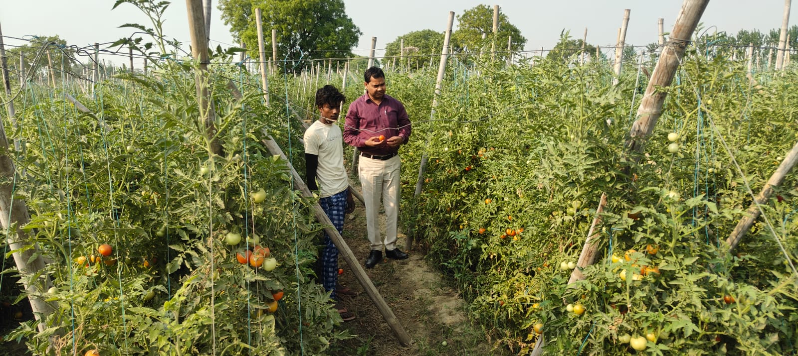 किसान से खेत मे जानकारी लेते जिला उद्यान अधिकारी किसान से खेत मे जानकारी लेते जिला उद्यान अधिकारी