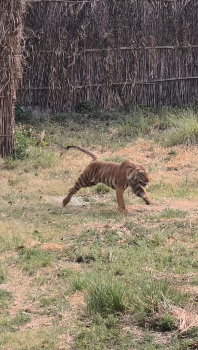 लाया गया बाघ लाया गया बाघ