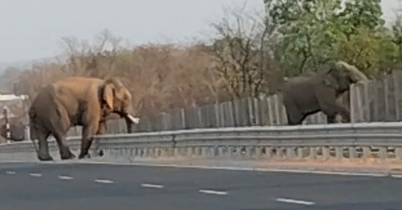 दुगली में भारतमाला रोड क्रास कर रहे दो दंतैल हाथी। दुगली में भारतमाला रोड क्रास कर रहे दो दंतैल हाथी।
