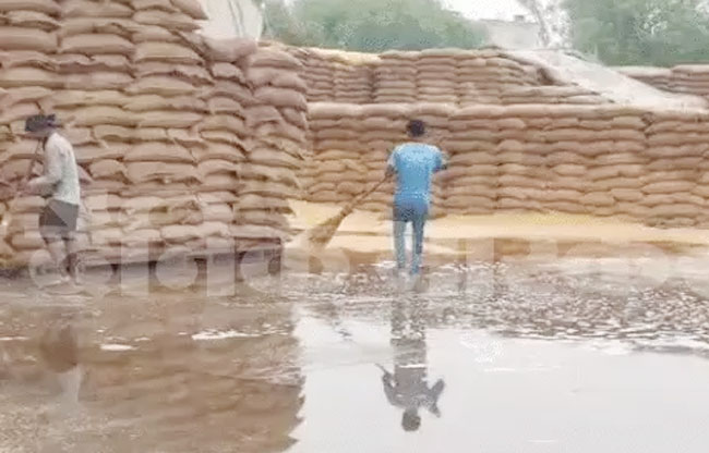 सोनीपत: बरसात में भीगा गेहूं सोनीपत: बरसात में भीगा गेहूं