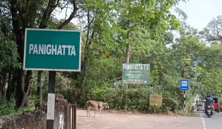पानीघट्टा चाय बागान पानीघट्टा चाय बागान