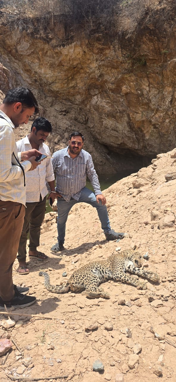 भूख और प्यास से तड़पकर मां से बिछड़ी मादा पैंथर शावक की मौत