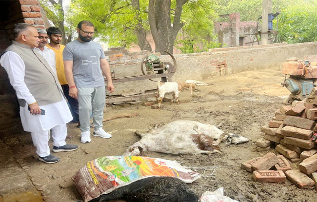 सोनीपत: आवारा कुत्तों ने आशाराम के घर में बंधी बकरियों पर हमले की जानकारी लेते हुए मेयर राजीव जैन सोनीपत: आवारा कुत्तों ने आशाराम के घर में बंधी बकरियों पर हमले की जानकारी लेते हुए मेयर राजीव जैन