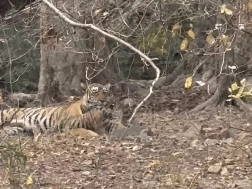 बाघिन शक्ति दूसरी बार मां बनी है। बाघिन शक्ति दूसरी बार मां बनी है।