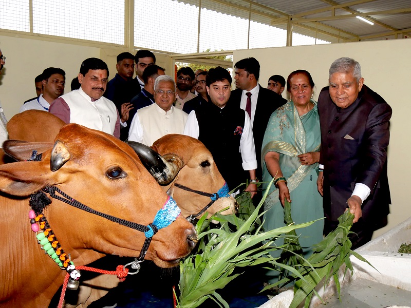 गौ-माताओं को चारा खिलाया गौ-माताओं को चारा खिलाया