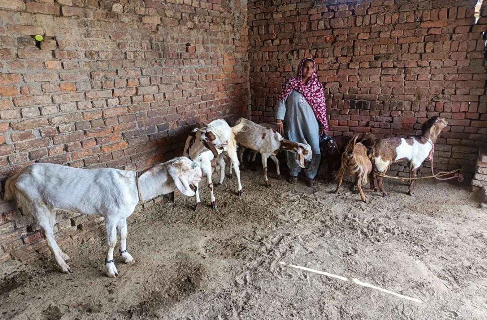 शबनम अपनी बकरियों के साथ शबनम अपनी बकरियों के साथ