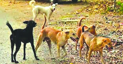 फाईल फोटो फाईल फोटो
