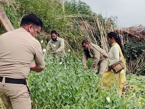 मंडी चौहार घाटी में मिली अफीम की खेती और उसे नष्ट करते हुए पुलिसकर्मी व अन्य मंडी चौहार घाटी में मिली अफीम की खेती और उसे नष्ट करते हुए पुलिसकर्मी व अन्य