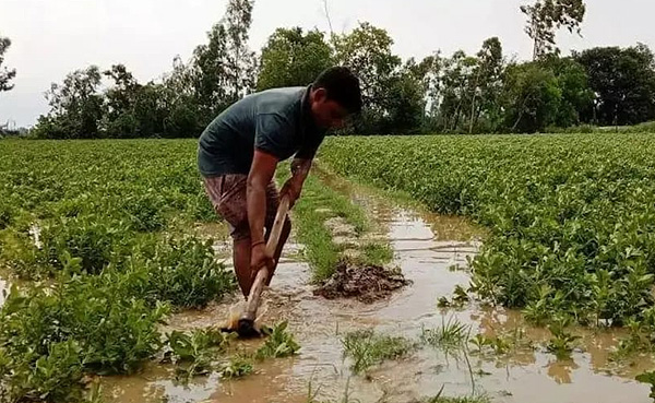 किसानों के लिए एडवाइजरी जारी, अमेरिकी कपास की बुवाई के लिए उचित समय किसानों के लिए एडवाइजरी जारी, अमेरिकी कपास की बुवाई के लिए उचित समय