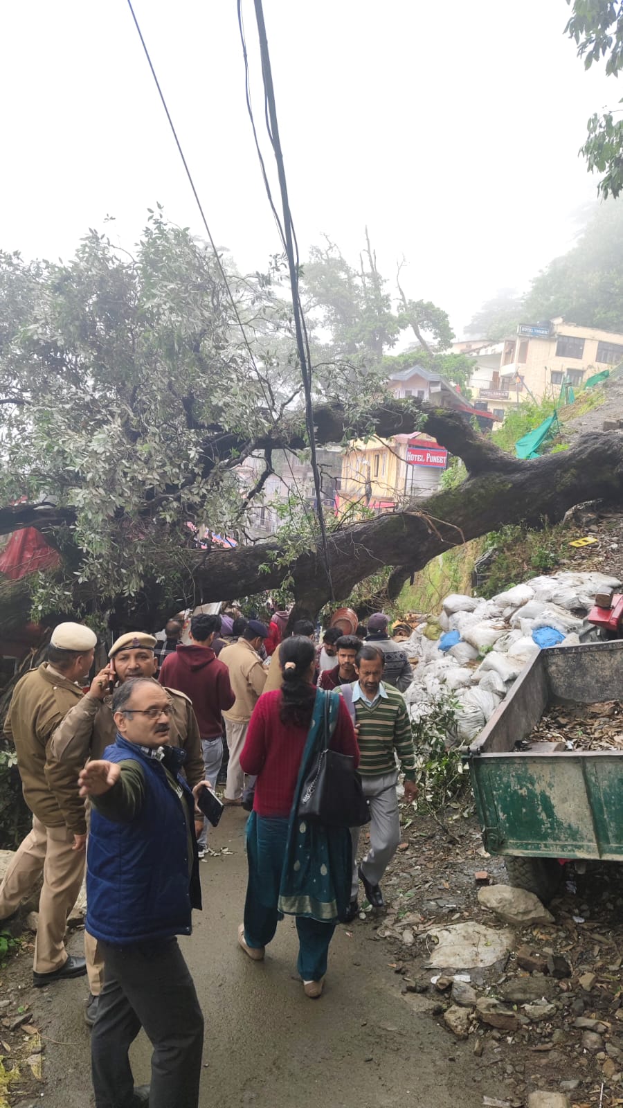 शिमला में गिरा पेड़ शिमला में गिरा पेड़