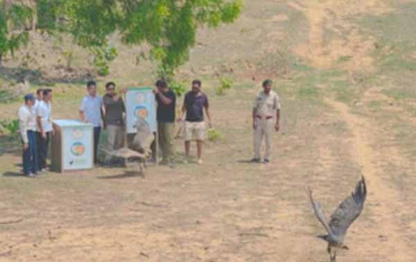 गिद्ध पर लगाए गए सैटेलाइट टैग्स व पहचान रिंग गिद्ध पर लगाए गए सैटेलाइट टैग्स व पहचान रिंग