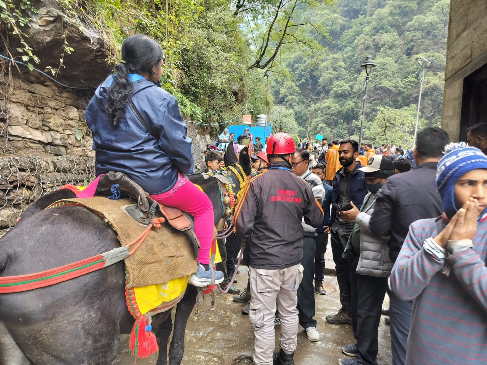 केदारनाथ की ओर रवाना होता खच्चर। केदारनाथ की ओर रवाना होता खच्चर।