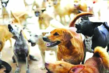 फाईल फाेटाे फाईल फाेटाे
