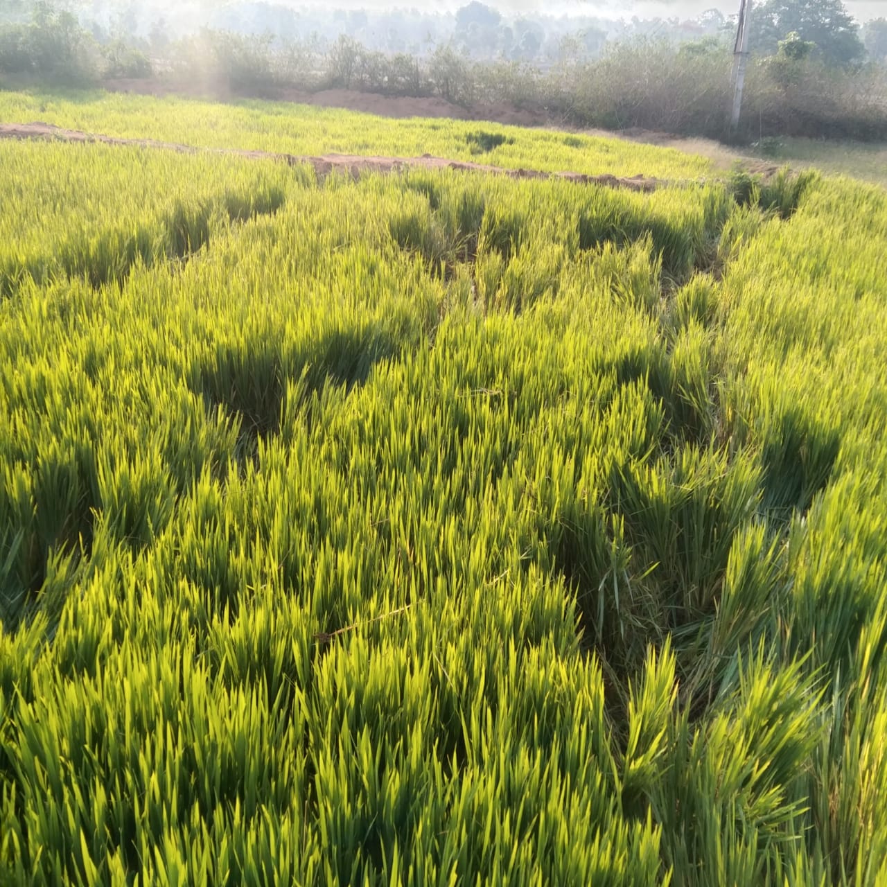फसलाे काे नुकसान किया हाथी फसलाे काे नुकसान किया हाथी