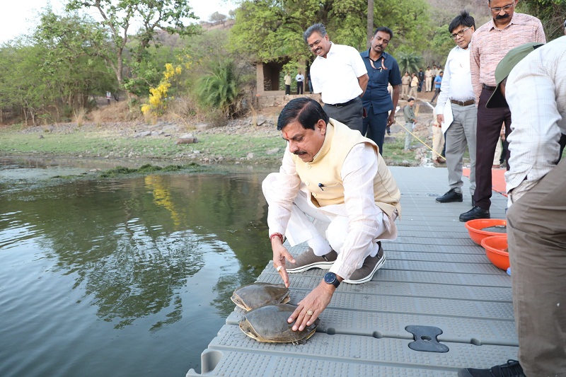 मुख्यमंत्री डॉ. यादव ने राष्ट्रीय उद्यान वन विहार के जल क्षेत्र में छोड़े कछुए मुख्यमंत्री डॉ. यादव ने राष्ट्रीय उद्यान वन विहार के जल क्षेत्र में छोड़े कछुए