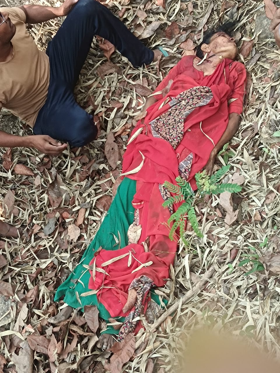 Seoni: A woman who went to collect tendu leaves died due to tiger attack Seoni: A woman who went to collect tendu leaves died due to tiger attack