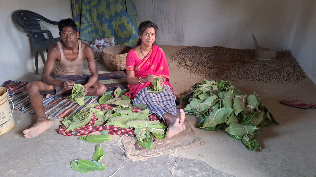 सुशीला हो या मूलको बाई,तेंदूपत्ता के बढ़े दाम ने संग्राहकों में खुशियां जगाई सुशीला हो या मूलको बाई,तेंदूपत्ता के बढ़े दाम ने संग्राहकों में खुशियां जगाई