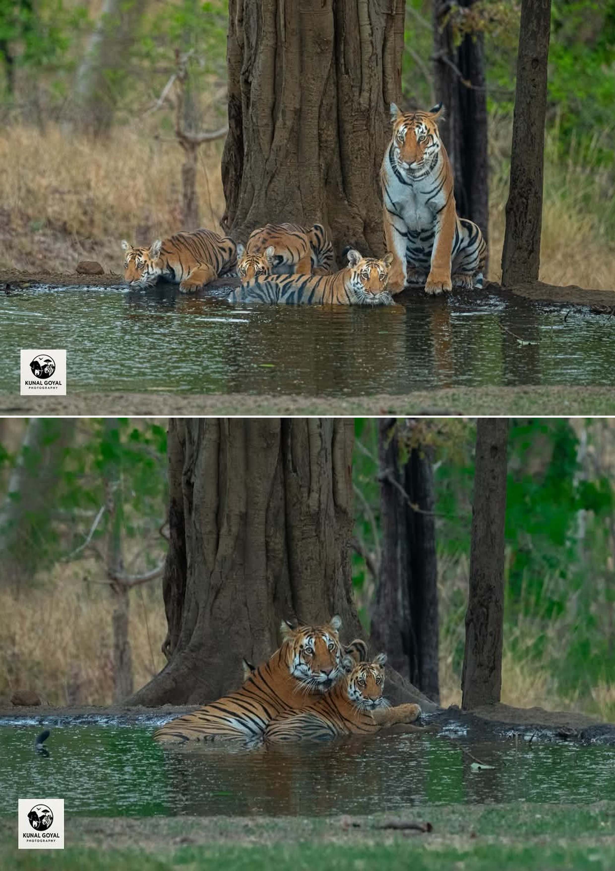 MP: Got the privilege of taking pictures of Kala Pahad tigress, descendant of the collared tigress, and her cubs - Kunaal Goyal