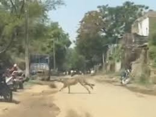 शावकाें के साथ गांव में पहुंची चीता ज्वाला शावकाें के साथ गांव में पहुंची चीता ज्वाला