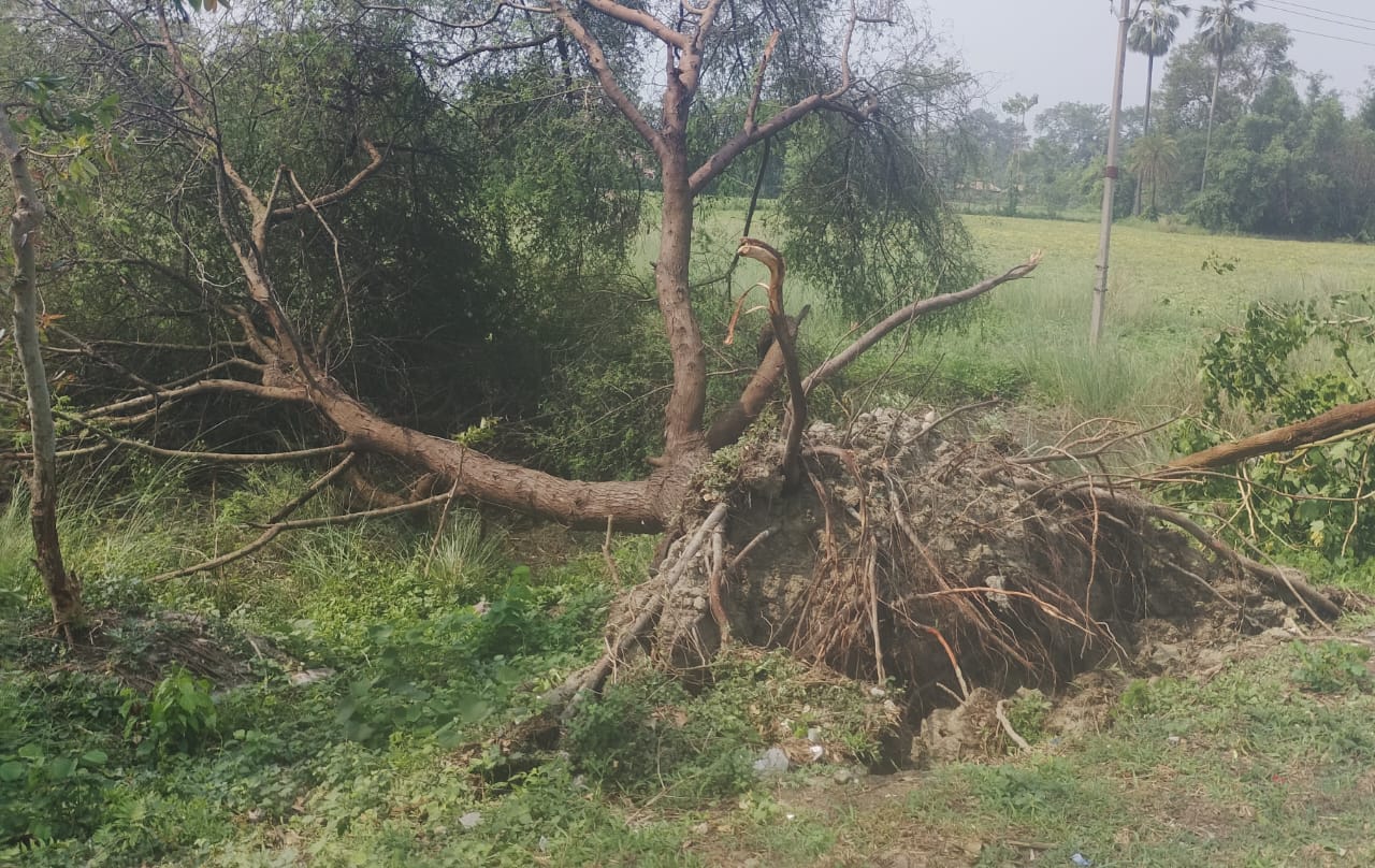 तूफान में गिरा पेड़ तूफान में गिरा पेड़