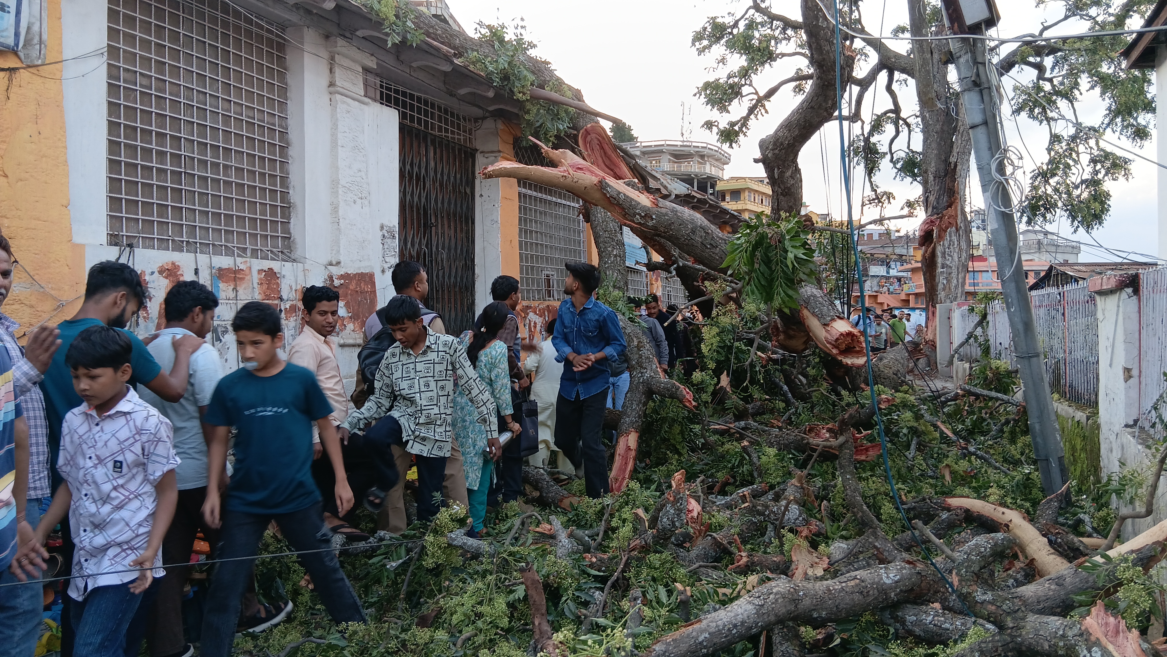 पोस्टआफिस के पास गिरा पेड़, हादसा टला