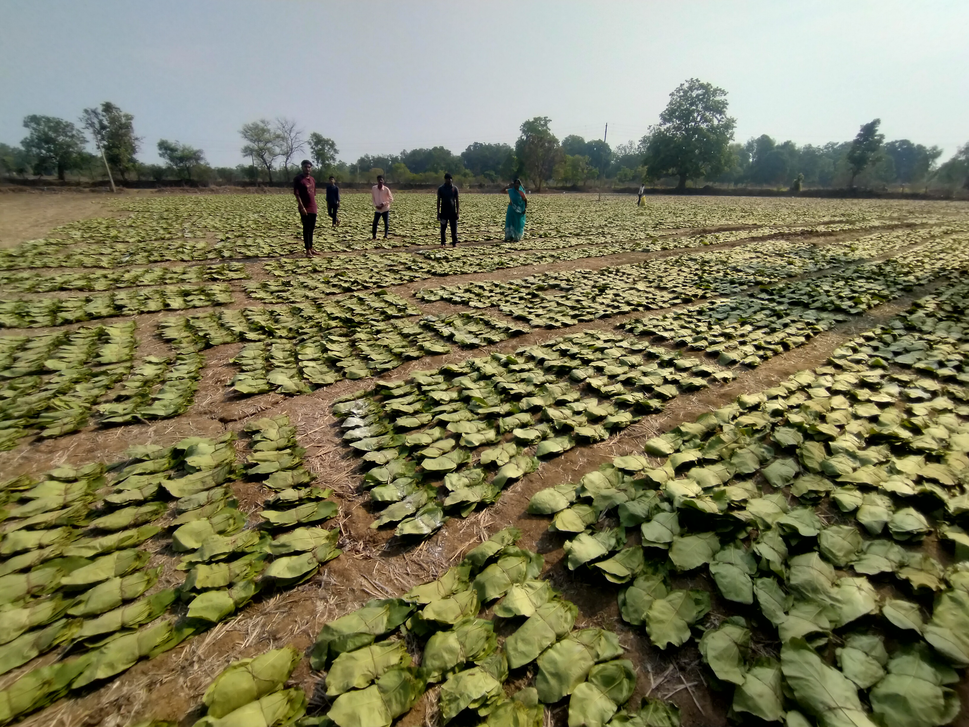 वनांचल में तेंदूपत्ता संग्रहण किया जा रहा है। वनांचल में तेंदूपत्ता संग्रहण किया जा रहा है।