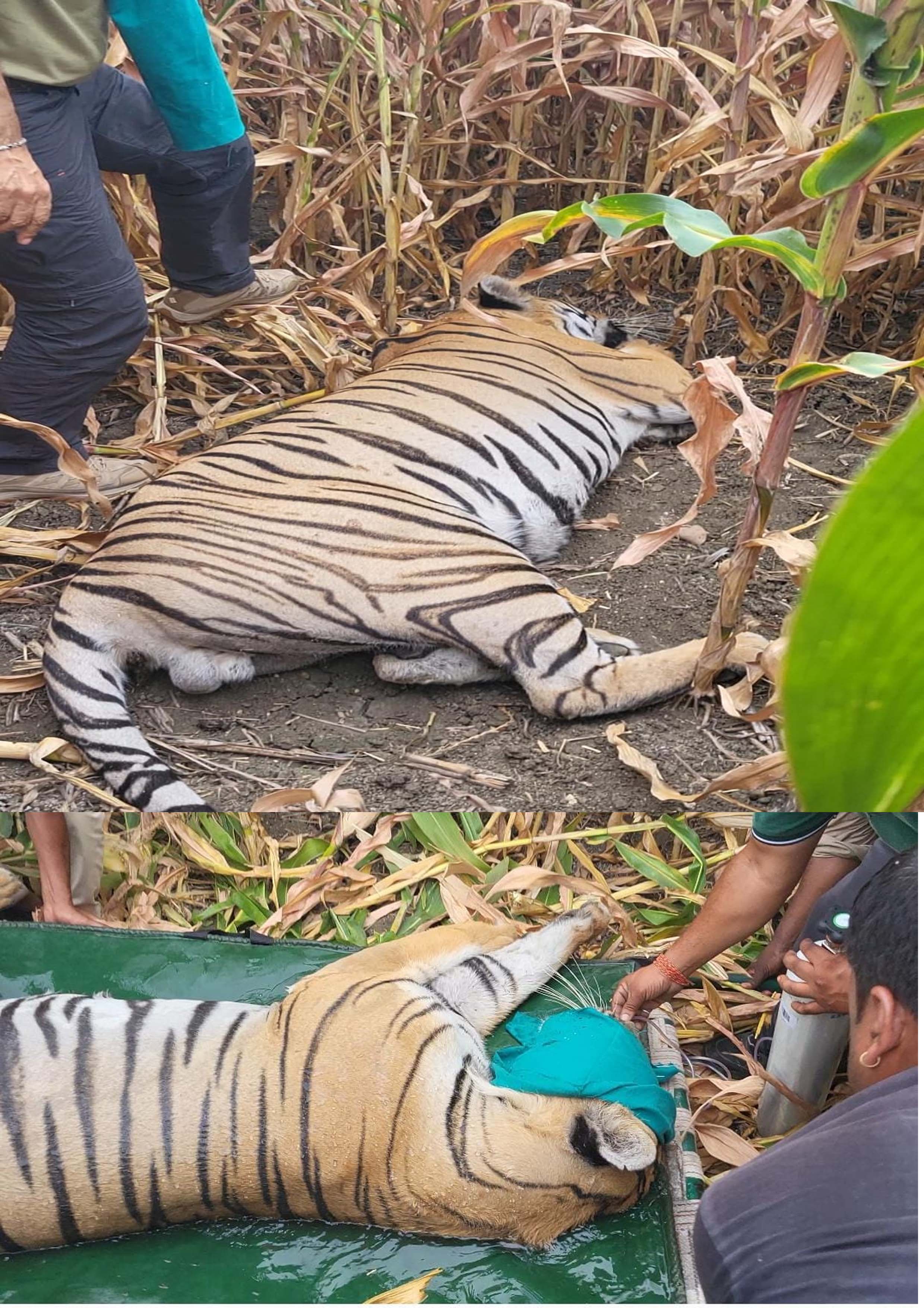 Seoni: Injured tiger rescued, sent to Van Vihar Bhopal for treatment Seoni: Injured tiger rescued, sent to Van Vihar Bhopal for treatment