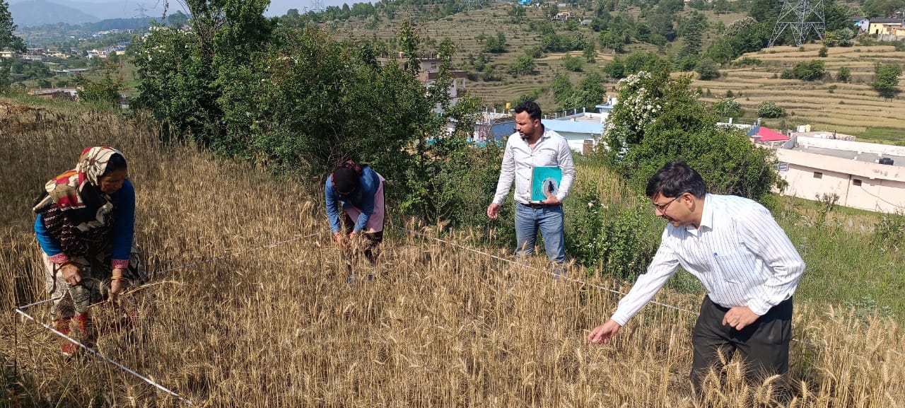 क्रॉप कटिंग करते जिलाधिकारी क्रॉप कटिंग करते जिलाधिकारी
