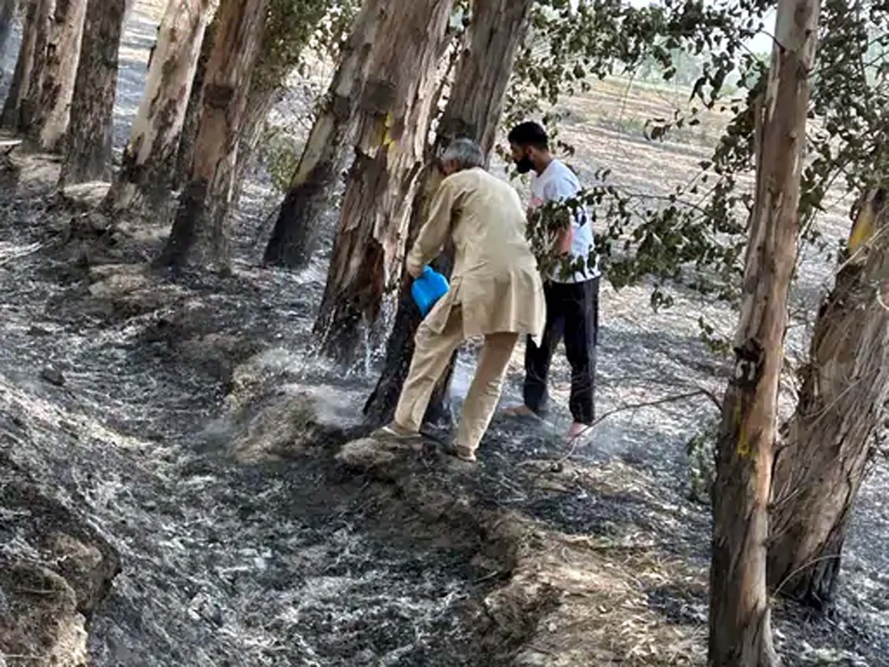 पेड़ों में लगी आग बुझाते संस्था के सदस्य। पेड़ों में लगी आग बुझाते संस्था के सदस्य।