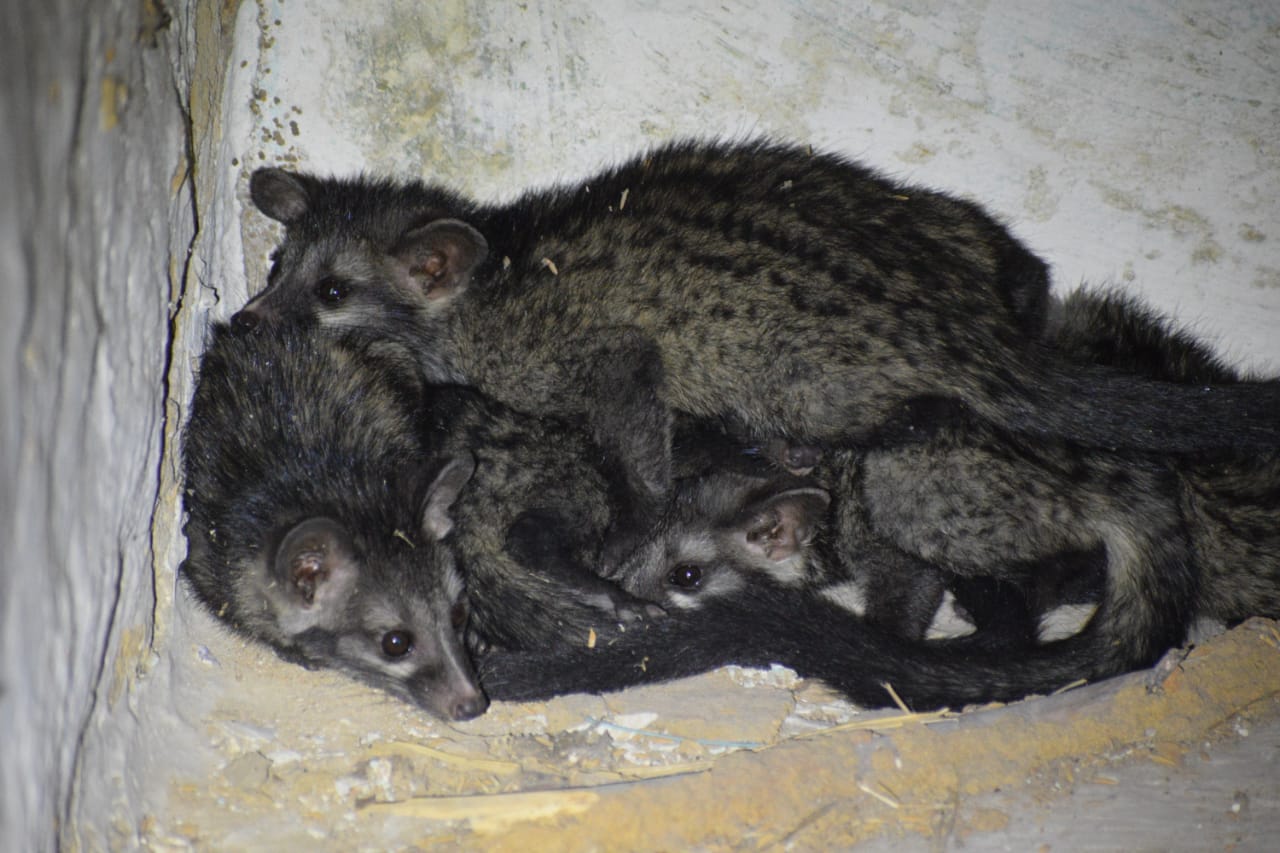 कोरबा :मुंडाली गांव में सफल रेस्क्यू ऑपरेशन: वन विभाग और नोवा नेचर वेलफेयर सोसायटी ने बचाई एशियन पाम सिवेट की जान