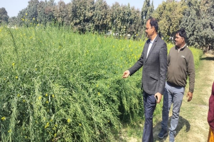 गेहूं के उन्नत बीज की फसल गेहूं के उन्नत बीज की फसल