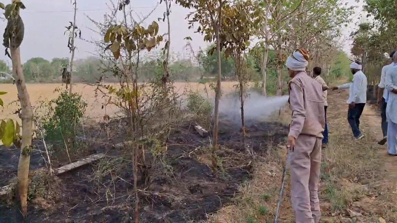 आग से खाक हो गया कीमती पौधों का बाग आग से खाक हो गया कीमती पौधों का बाग