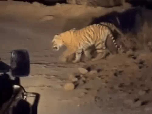 नाइट सफारी का वीडियो सोशल मीडिया पर जमकर वायरल हो रहा है। नाइट सफारी का वीडियो सोशल मीडिया पर जमकर वायरल हो रहा है।