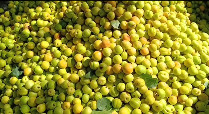 राजगढ़ क्षेत्र की खुमानी इन दिनों देश भर की फल मंडियों में मचा रही है धूम राजगढ़ क्षेत्र की खुमानी इन दिनों देश भर की फल मंडियों में मचा रही है धूम