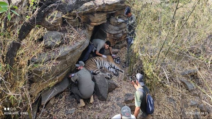 मप्रः माधव टाइगर रिजर्व में नर बाघ एमटी-5 का सफल सेटेलाइट कॉलर प्रतिस्थापन मप्रः माधव टाइगर रिजर्व में नर बाघ एमटी-5 का सफल सेटेलाइट कॉलर प्रतिस्थापन