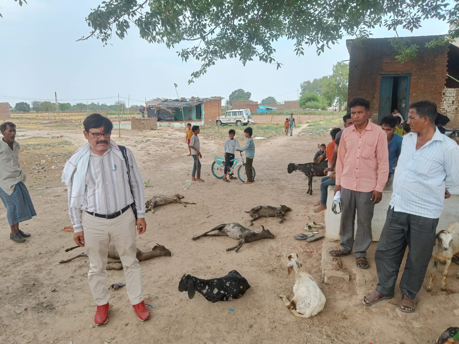 मृत बकरी मृत बकरी