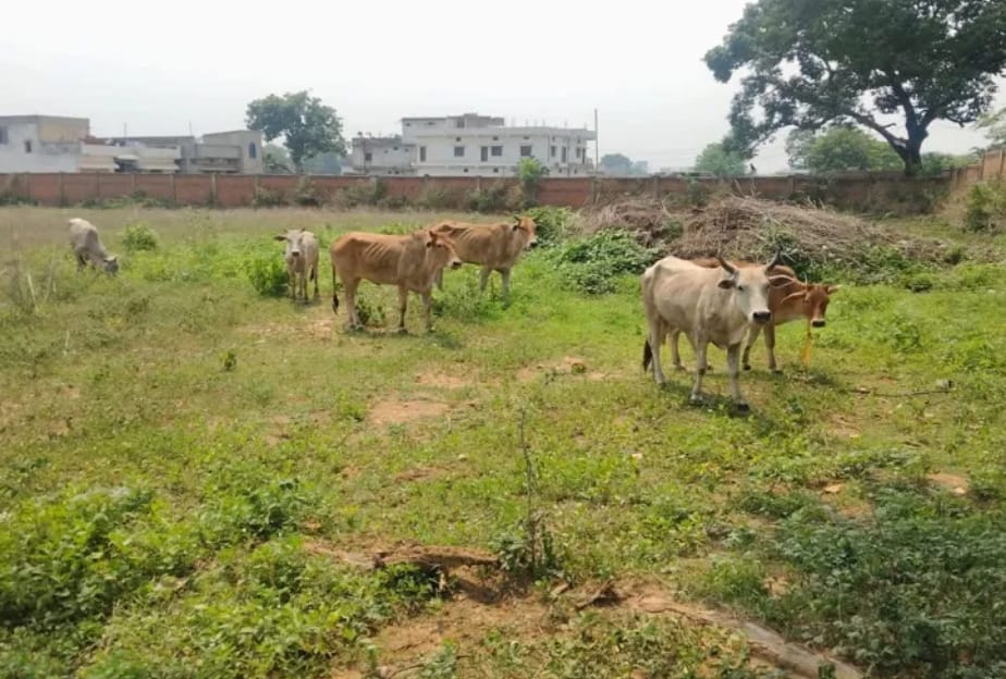 जब्त पशु जब्त पशु