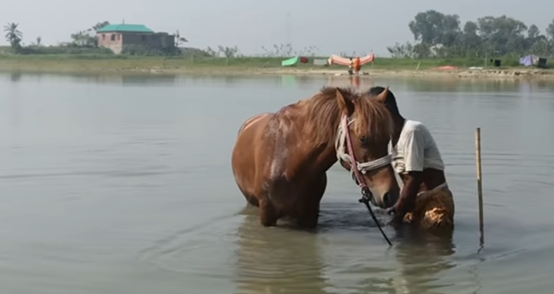 67 वर्षीय मनु मिया अपने घोड़े का बहुत ख्याल रखते थे। वह दो-चार दिन में उसे जरूर नहलाते थे। फोटो-द डेली स्टार। 67 वर्षीय मनु मिया अपने घोड़े का बहुत ख्याल रखते थे। वह दो-चार दिन में उसे जरूर नहलाते थे। फोटो-द डेली स्टार।