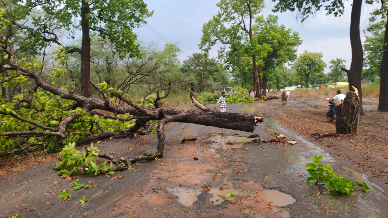 सडक में गिरा पेड सडक में गिरा पेड