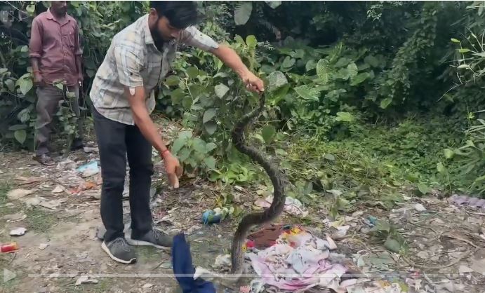 विशालकाय अजगर बरामद विशालकाय अजगर बरामद