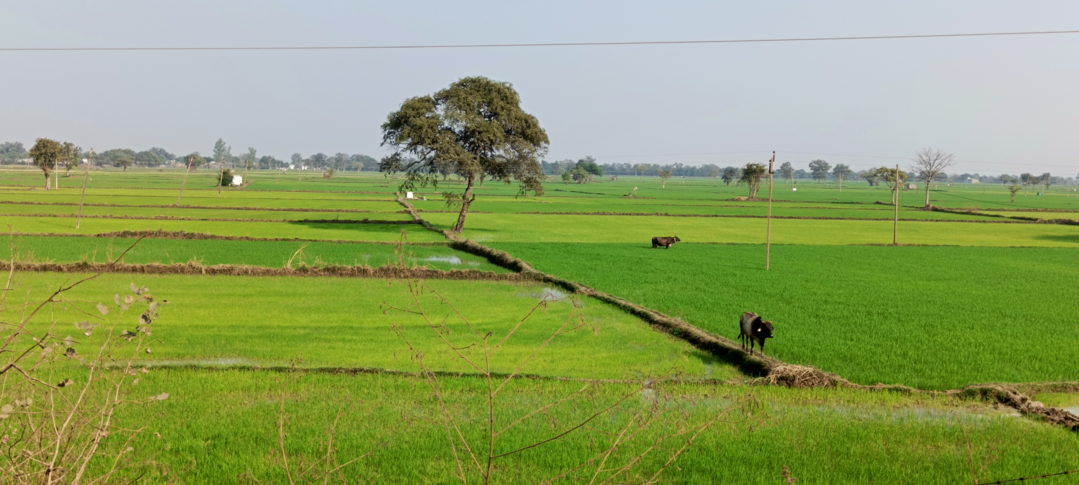 खेत में तैयार हो रही धान फसल। फाईल खेत में तैयार हो रही धान फसल। फाईल