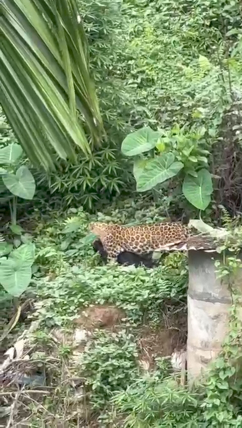 मालिगांव में तेंदुए की गतिविधि, दहशत में स्थानीय लोग। मालिगांव में तेंदुए की गतिविधि, दहशत में स्थानीय लोग।
