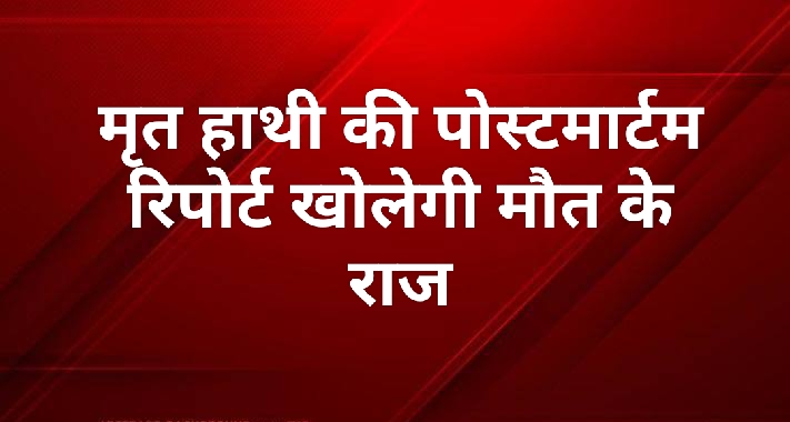 हाथी पोस्टमार्टम रिपोर्ट खोलेगी मौत का राज हाथी पोस्टमार्टम रिपोर्ट खोलेगी मौत का राज