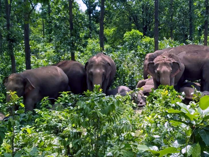 Elephant Elephant