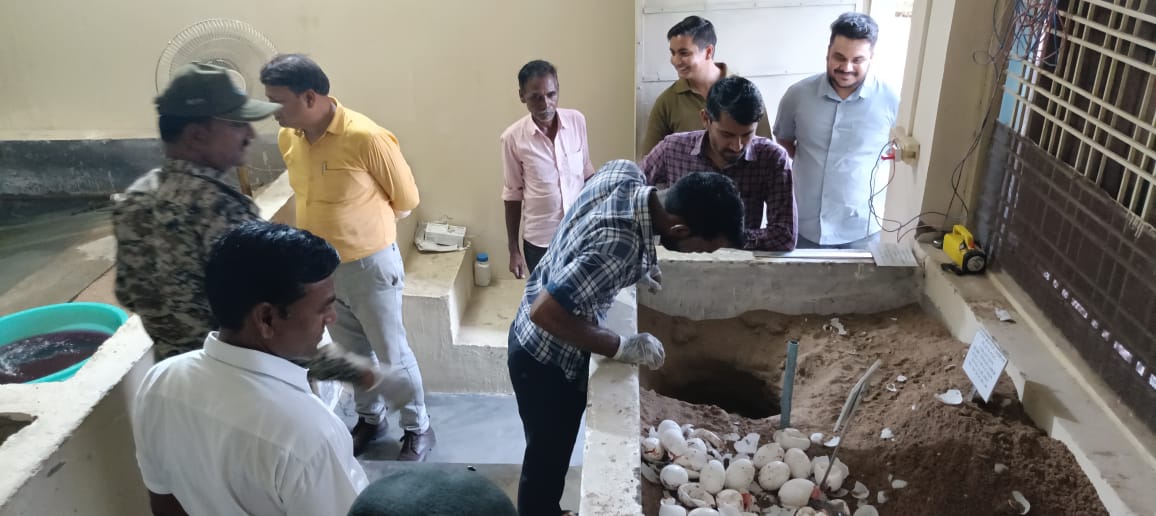 मुरैना: कड़कड़ाने के साथ ही 66 अंडों से बाहर निकले घड़ियाल शावक मुरैना: कड़कड़ाने के साथ ही 66 अंडों से बाहर निकले घड़ियाल शावक