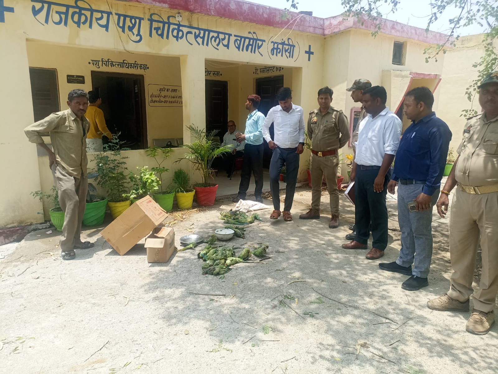 मृत पड़े तोते,कुछ को इलाज कराते लोग मृत पड़े तोते,कुछ को इलाज कराते लोग