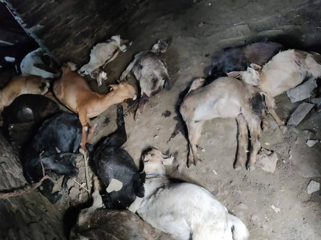 अज्ञात जानवर या गुलदार से क्षेत्र की जनता को निजात दिलाने की उठाई मांग अज्ञात जानवर या गुलदार से क्षेत्र की जनता को निजात दिलाने की उठाई मांग