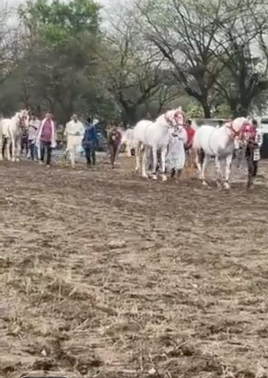आयोजन, 23 घोड़ा-घोड़ियों ने लिया हिस्सा आयोजन, 23 घोड़ा-घोड़ियों ने लिया हिस्सा