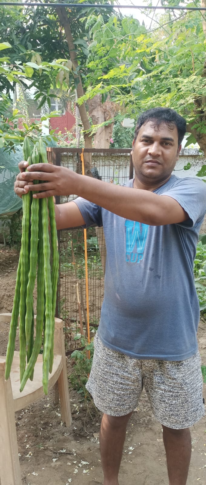 सहजन दिखाता किसान का फोटो। सहजन दिखाता किसान का फोटो।