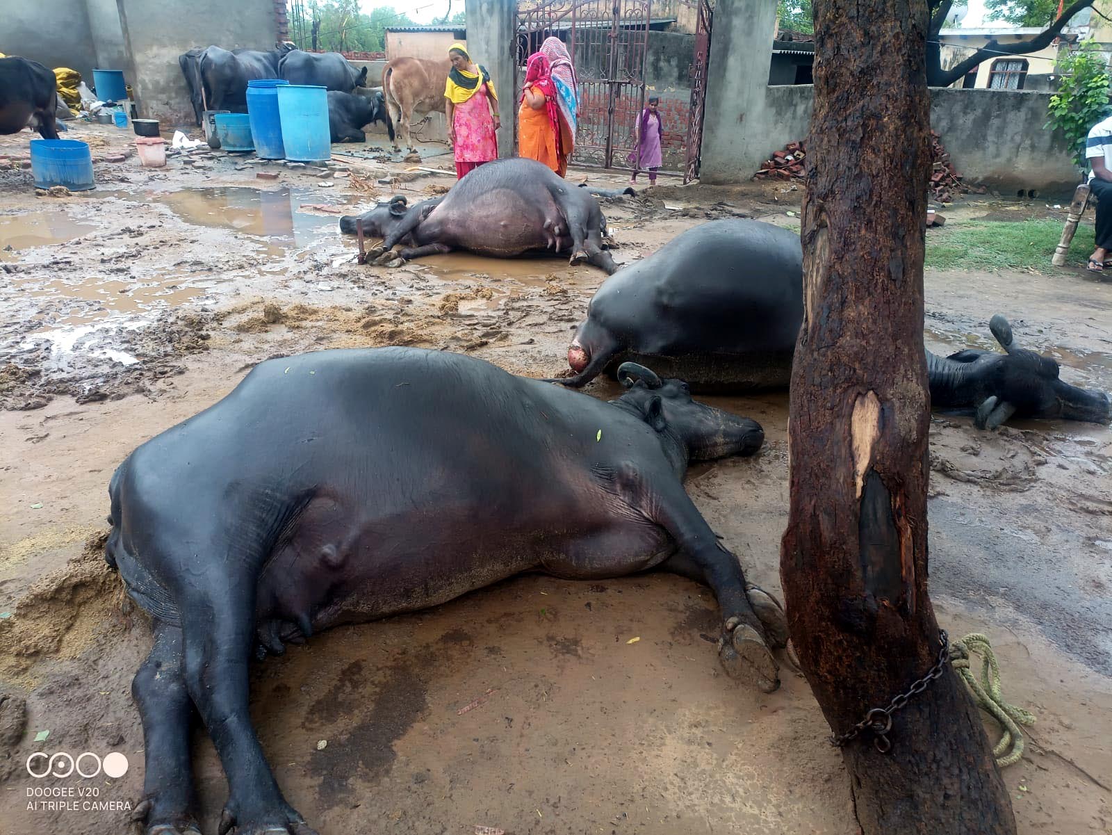 आकाशीय बिजली गिरने से मरी हुई भैसें। आकाशीय बिजली गिरने से मरी हुई भैसें।